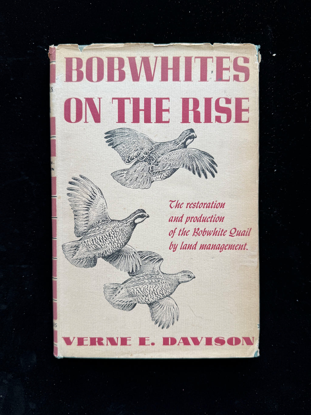 Bobwhites on the Rise