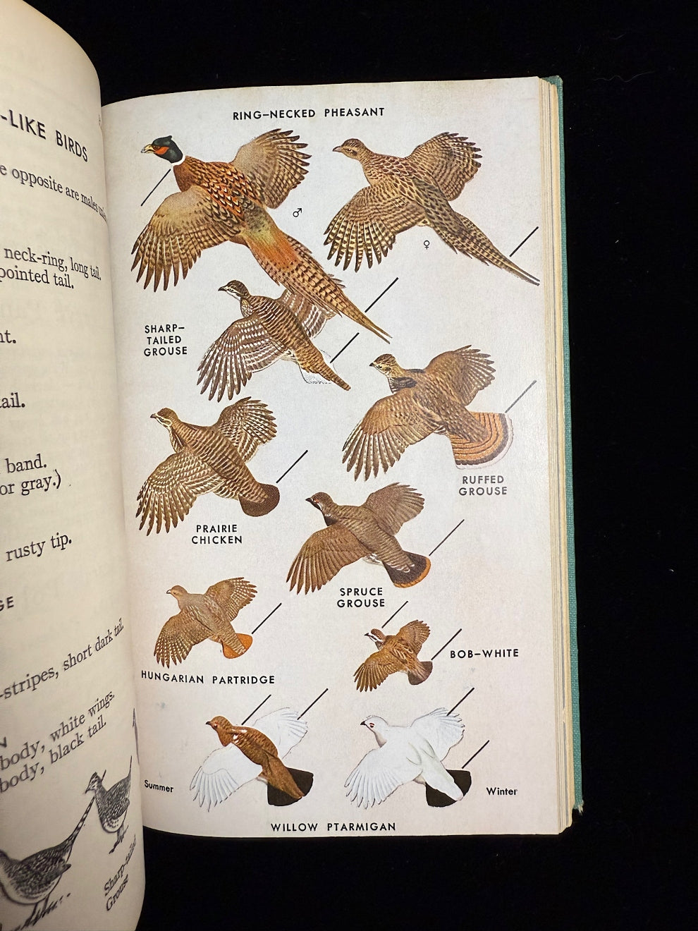A Field Guide to the Birds