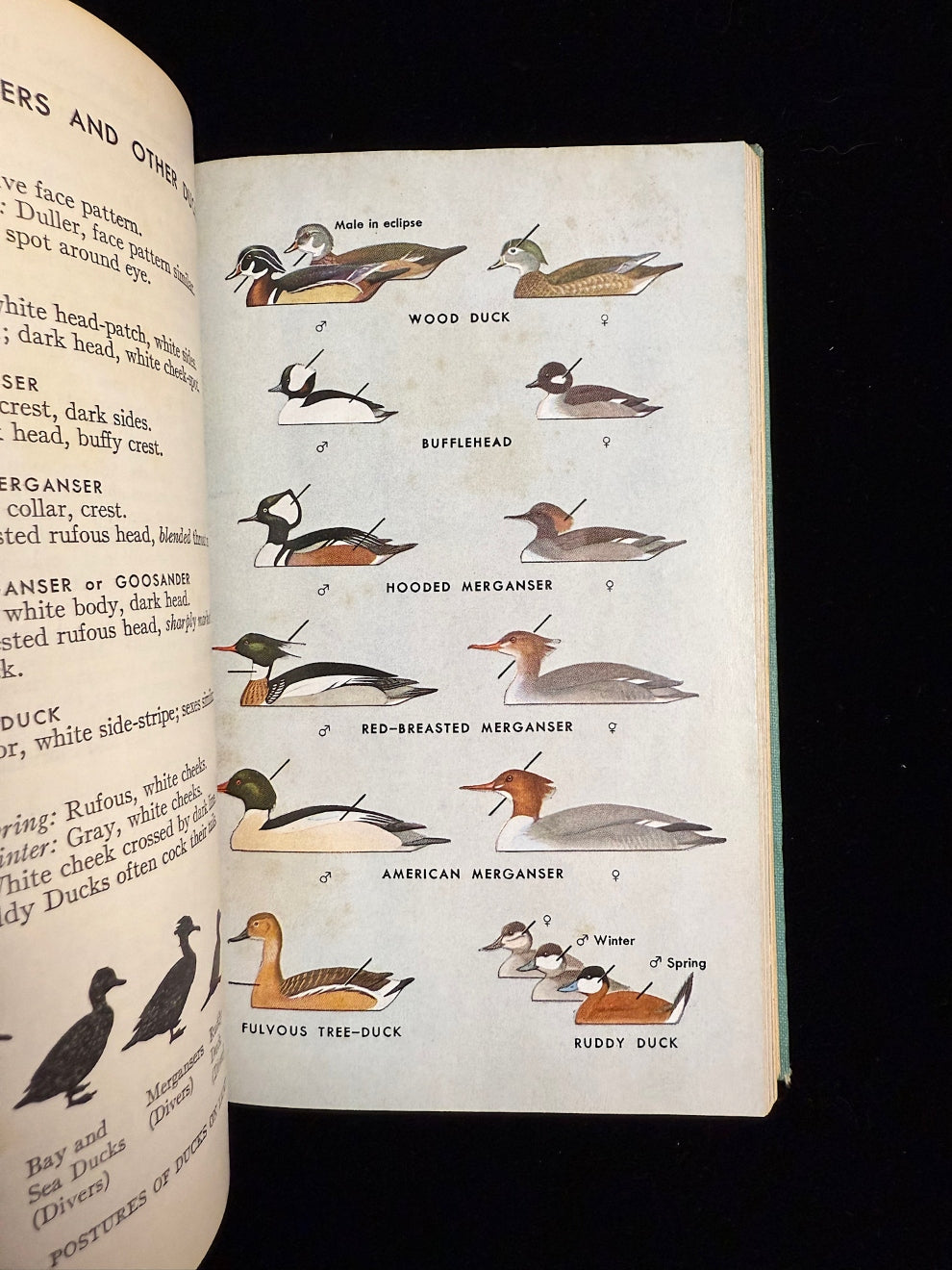 A Field Guide to the Birds