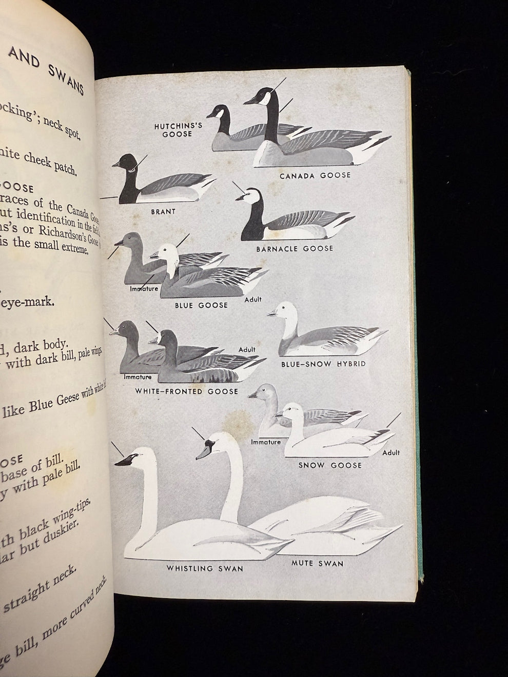 A Field Guide to the Birds