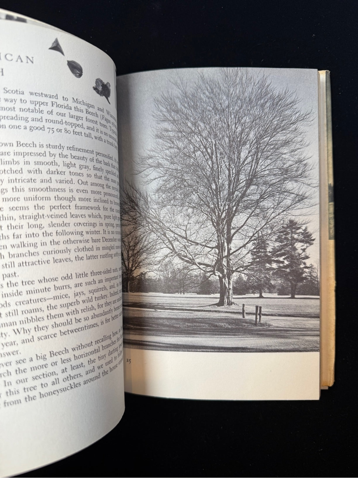 The Best Loved Trees of America